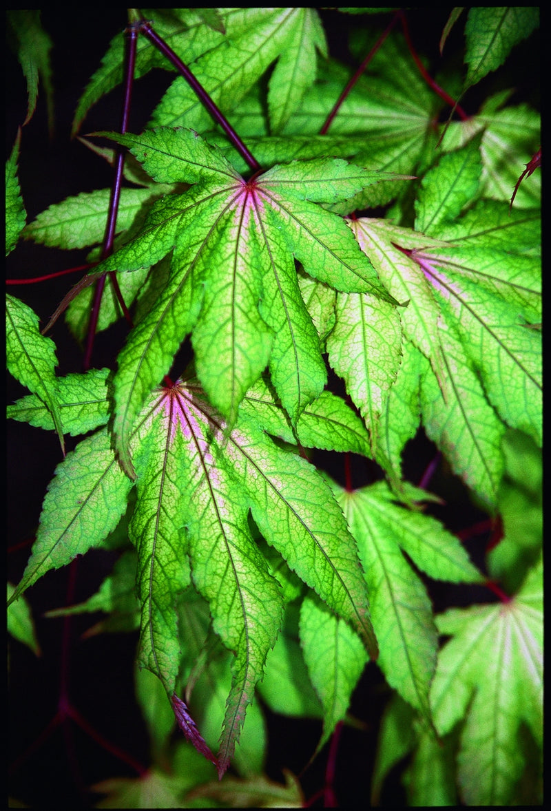 Acer palmatum 'Grandma Ghost' Japanese Maple