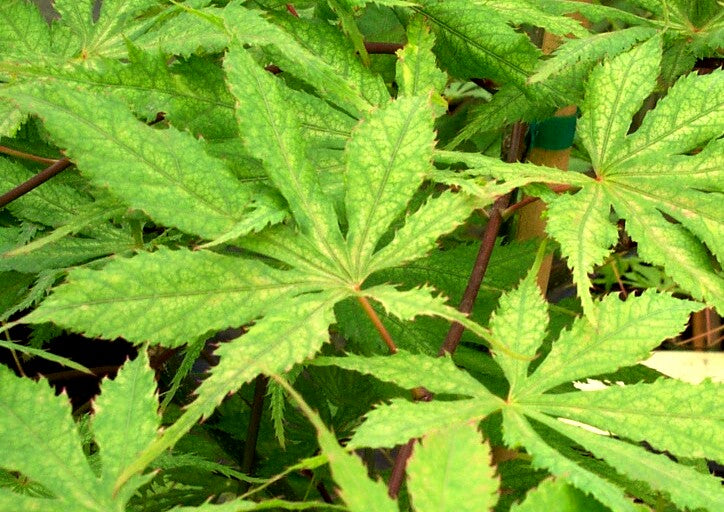 Acer palmatum 'Grandma Ghost' Japanese Maple
