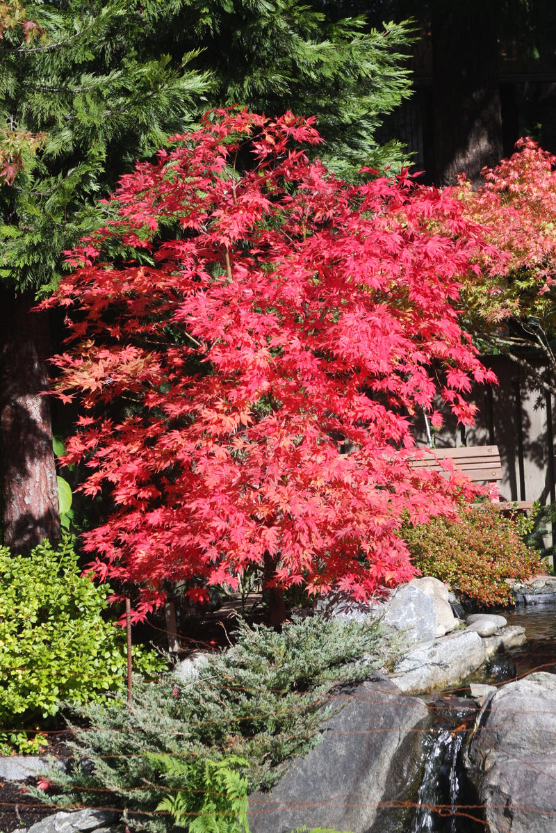 Acer palmatum 'Grandma Ghost' Japanese Maple