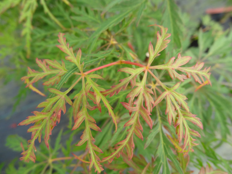 Acer palmatum 'Heartbeat' Japanese Maple