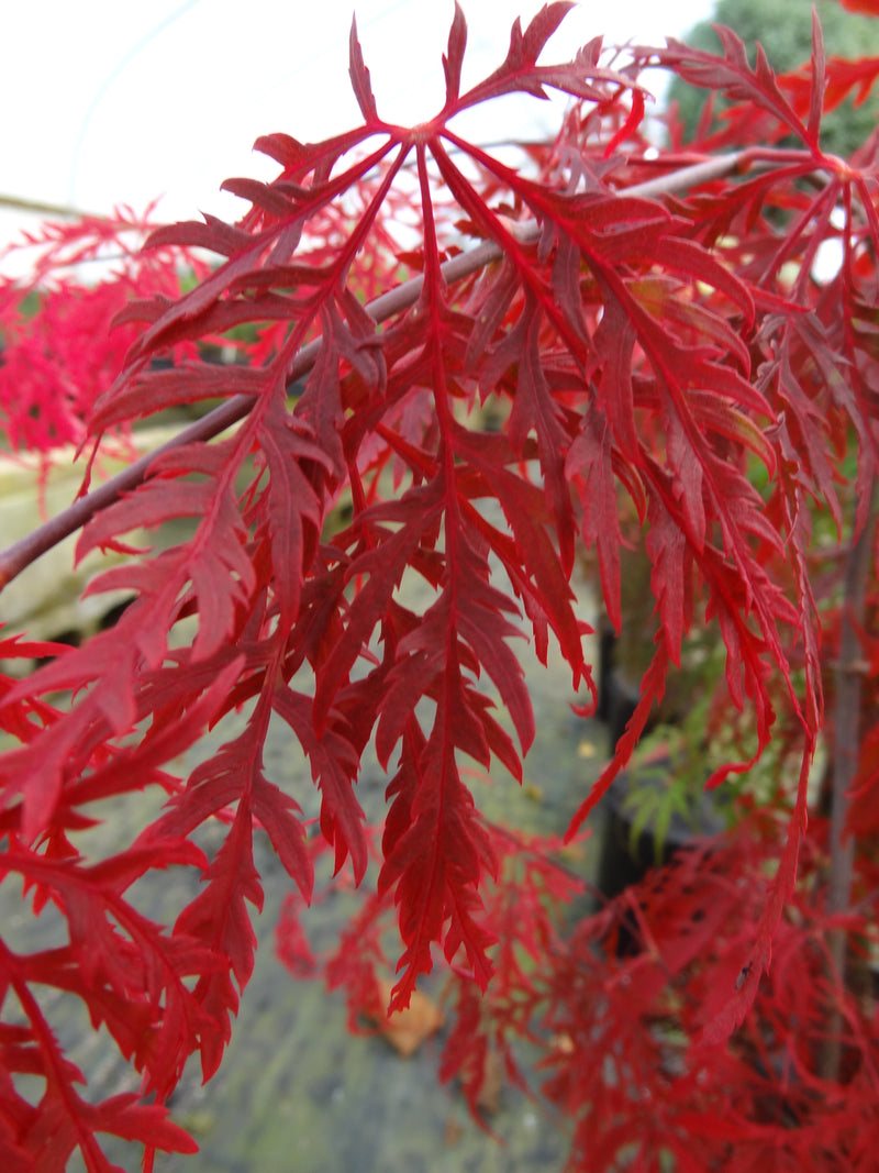 Acer palmatum 'Heartbeat' Japanese Maple