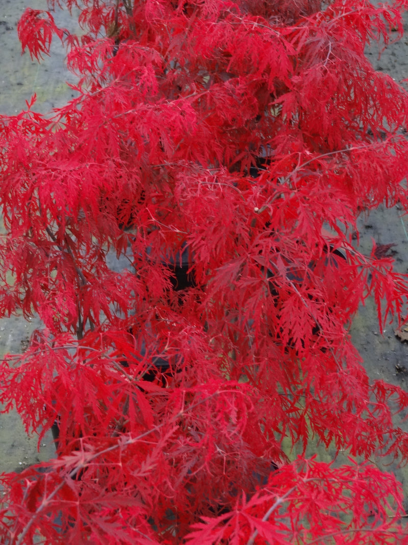 Acer palmatum 'Heartbeat' Japanese Maple
