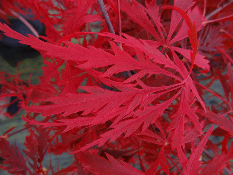 Acer palmatum 'Heartbeat' Japanese Maple