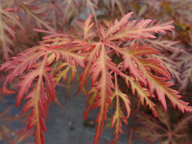 Acer palmatum 'Heartbeat' Japanese Maple