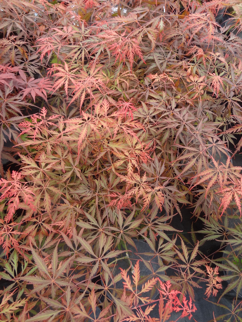 Acer palmatum 'Heartbeat' Japanese Maple
