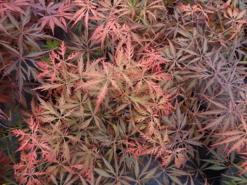 Acer palmatum 'Heartbeat' Japanese Maple