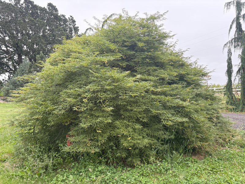 Acer palmatum 'Humpty Dumpty' Japanese Maple