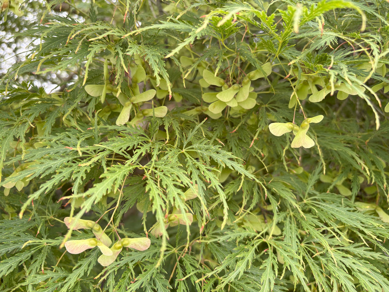 Acer palmatum 'Humpty Dumpty' Japanese Maple