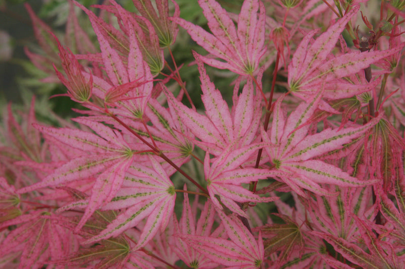 Acer palmatum 'Ikandi' Japanese Maple