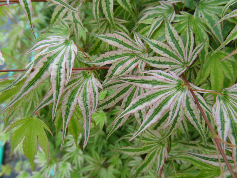 Acer palmatum 'Ikandi' Japanese Maple