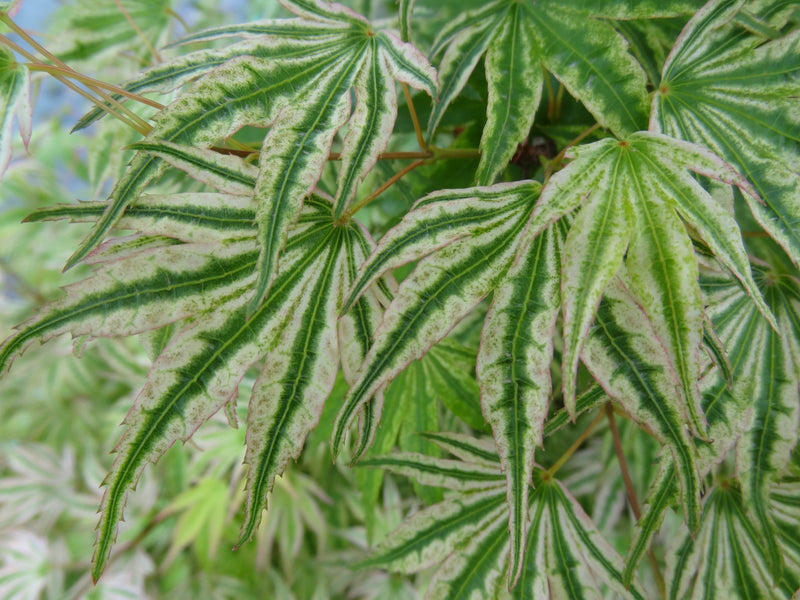 Acer palmatum 'Ikandi' Japanese Maple