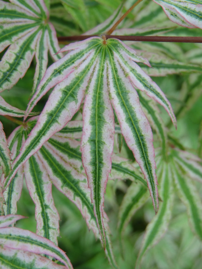 Acer palmatum 'Ikandi' Japanese Maple