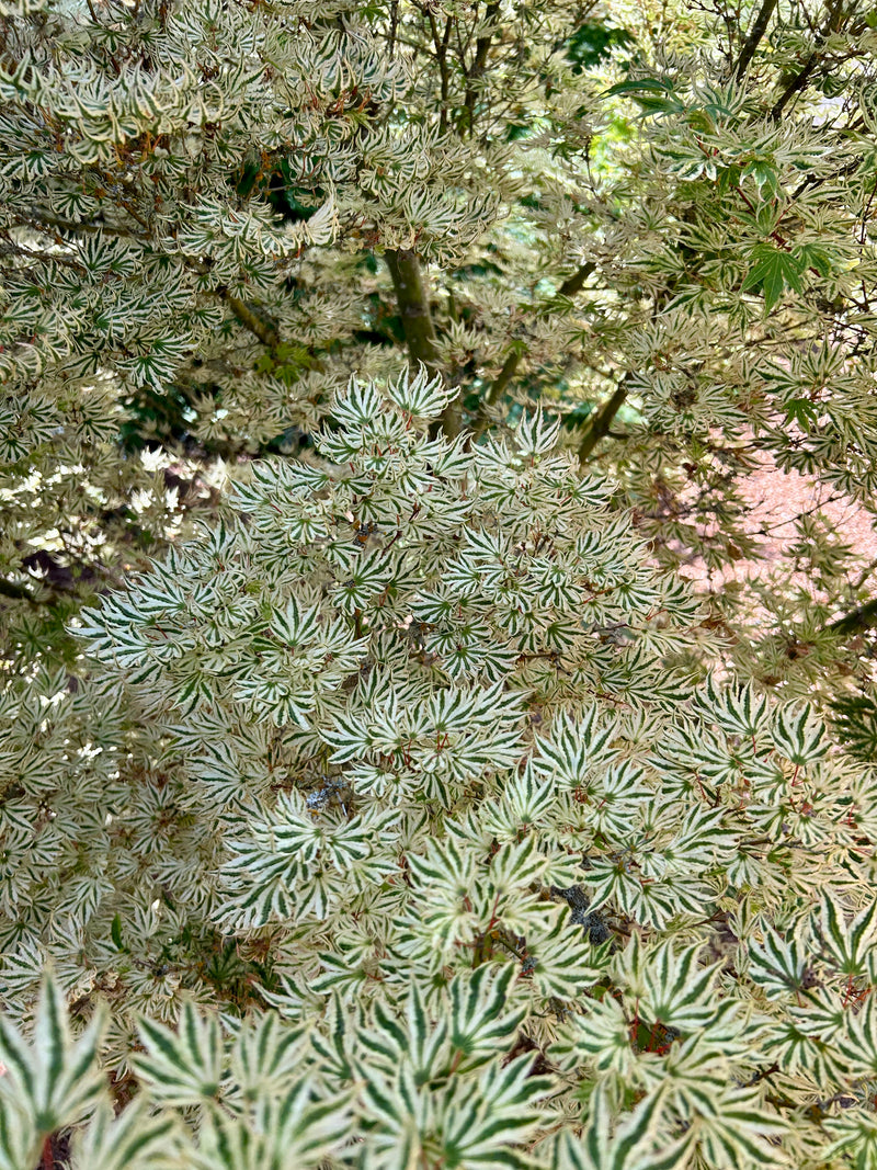Acer palmatum 'Ikandi' Japanese Maple
