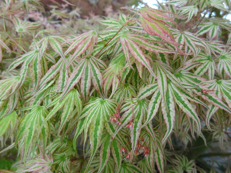 Acer palmatum 'Ikandi' Japanese Maple