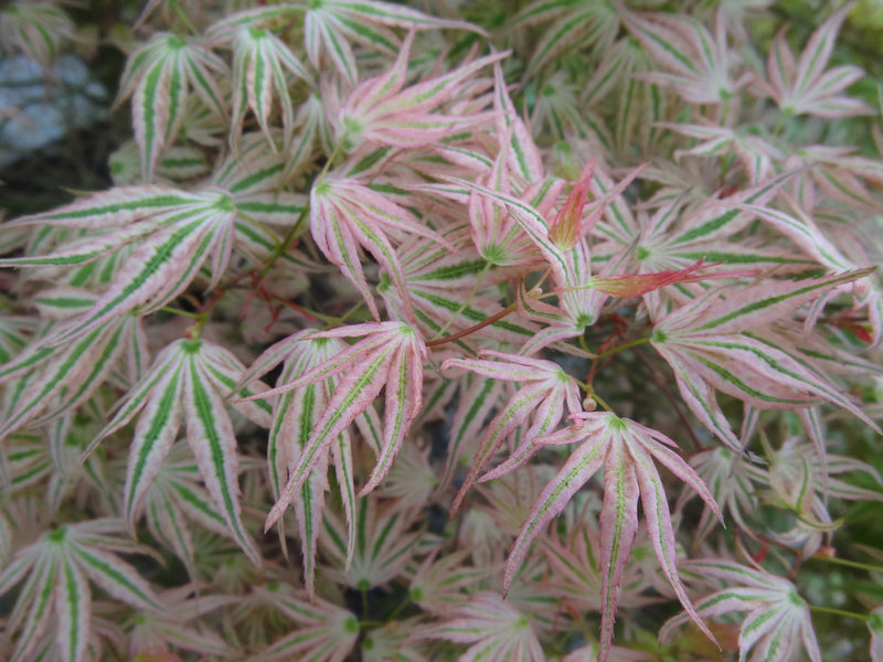Acer palmatum 'Ikandi' Japanese Maple