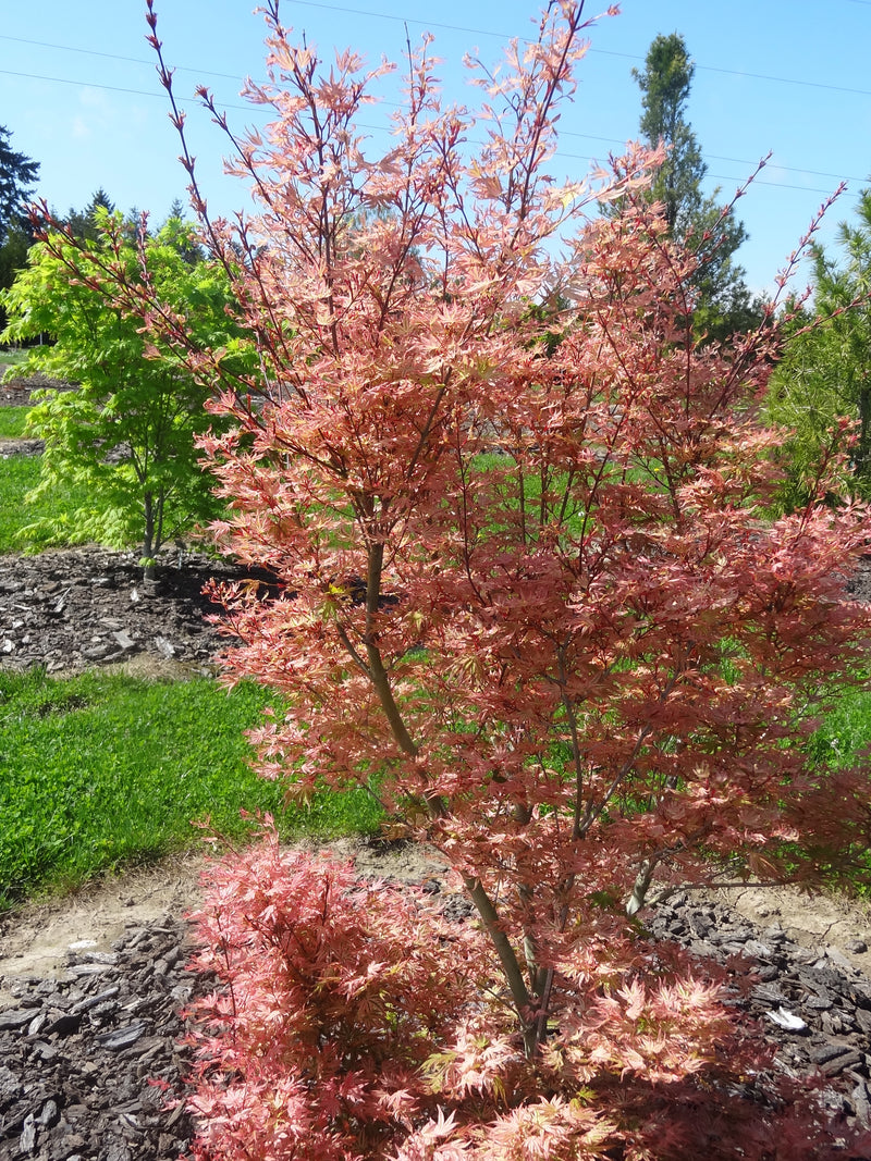 Acer palmatum 'Ikandi' Japanese Maple