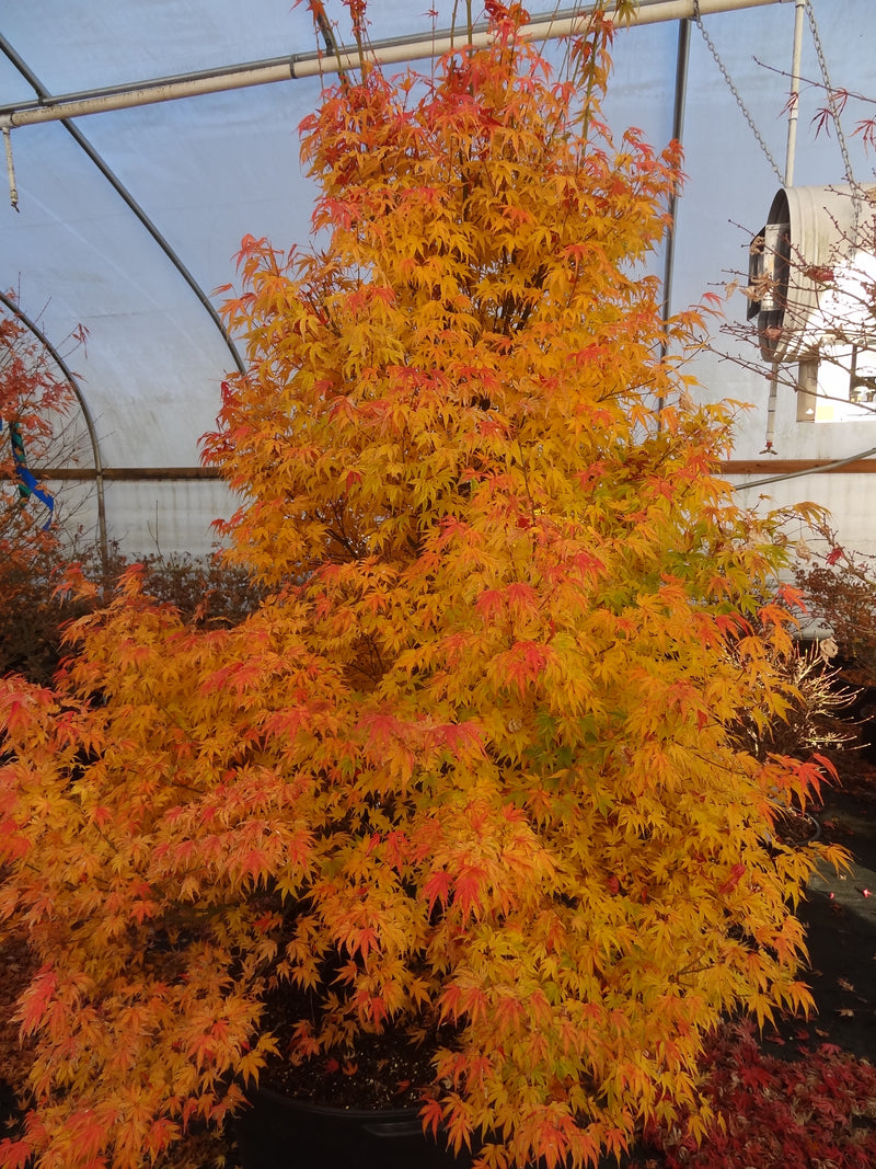 Acer palmatum 'Ikandi' Japanese Maple