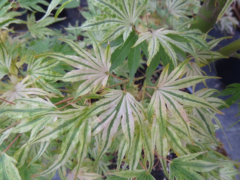 Acer palmatum 'Ikandi' Japanese Maple