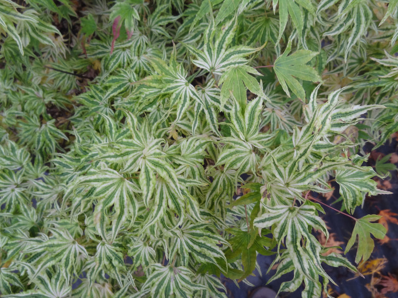 Acer palmatum 'Ikandi' Japanese Maple