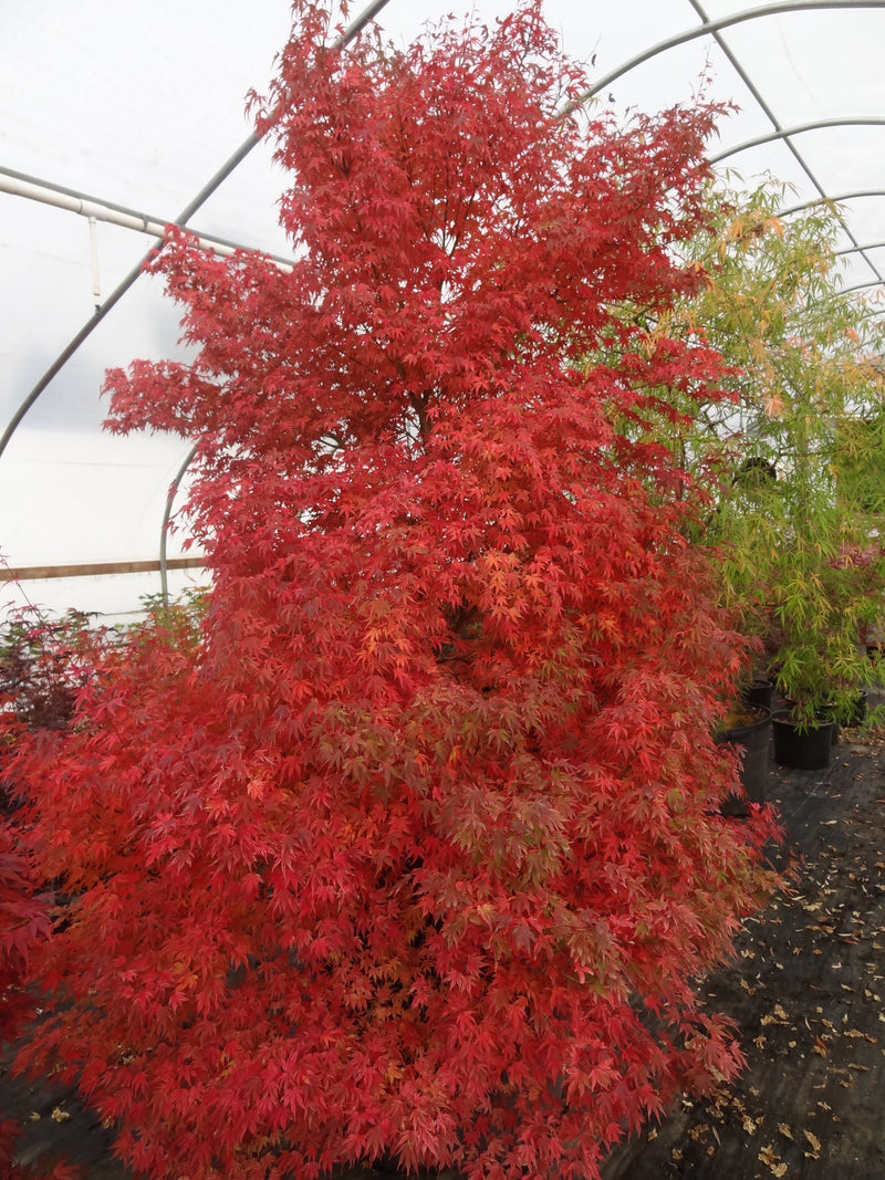 Acer palmatum 'Ikandi' Japanese Maple