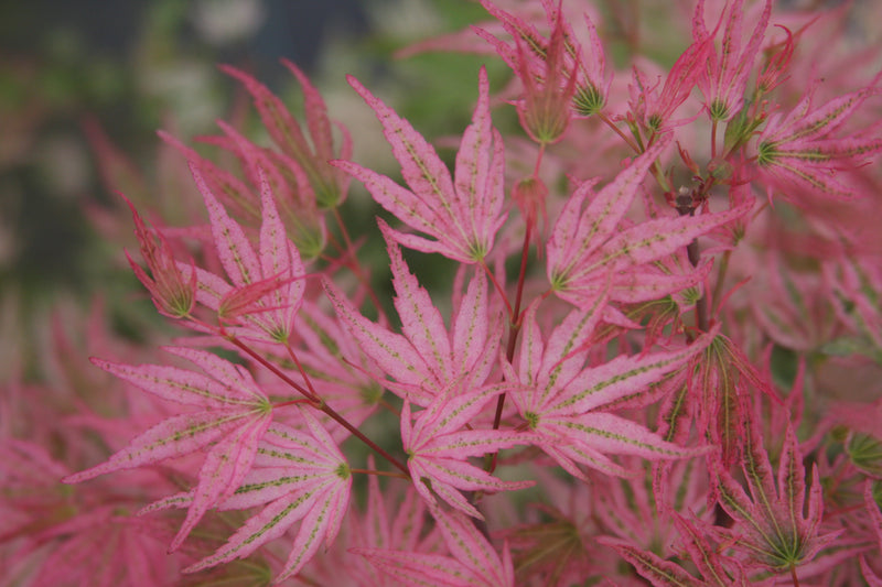 Acer palmatum 'Ikandi' Japanese Maple