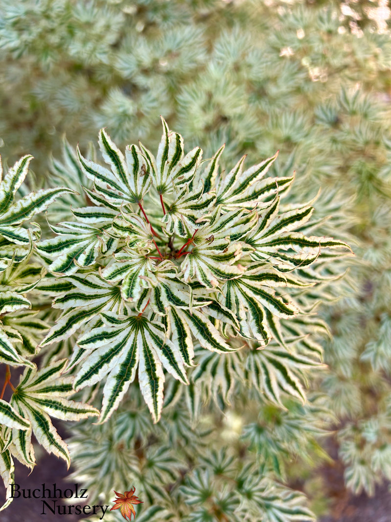 Acer palmatum 'Ikandi' Japanese Maple