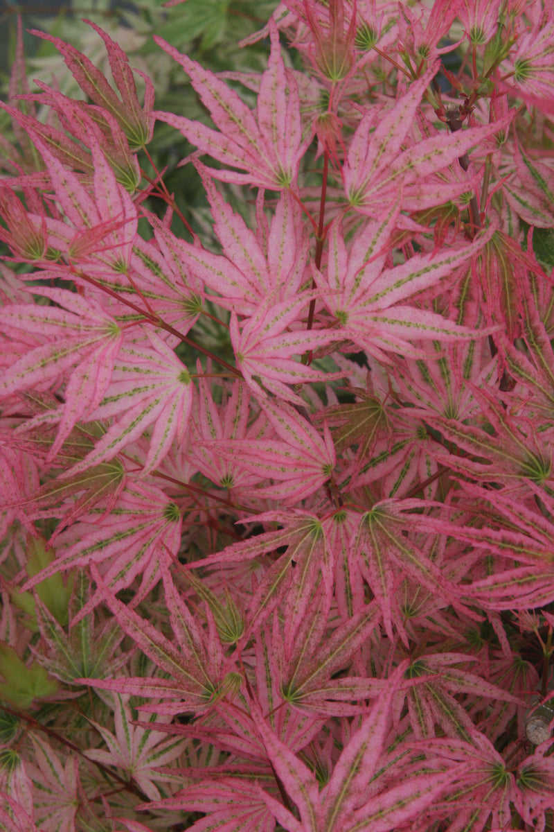 Acer palmatum 'Ikandi' Japanese Maple