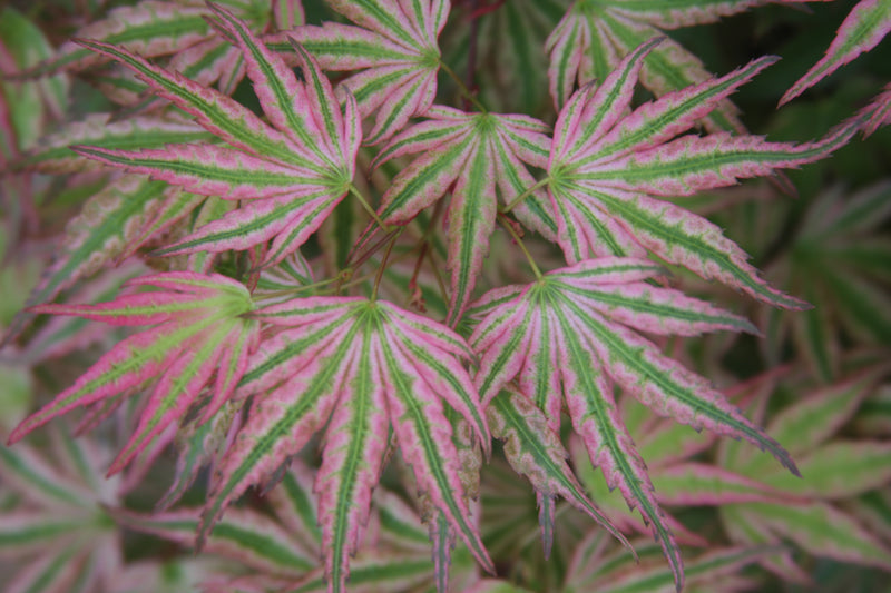 Acer palmatum 'Ikandi' Japanese Maple
