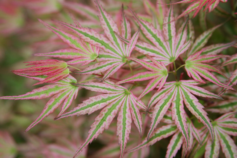 Acer palmatum 'Ikandi' Japanese Maple