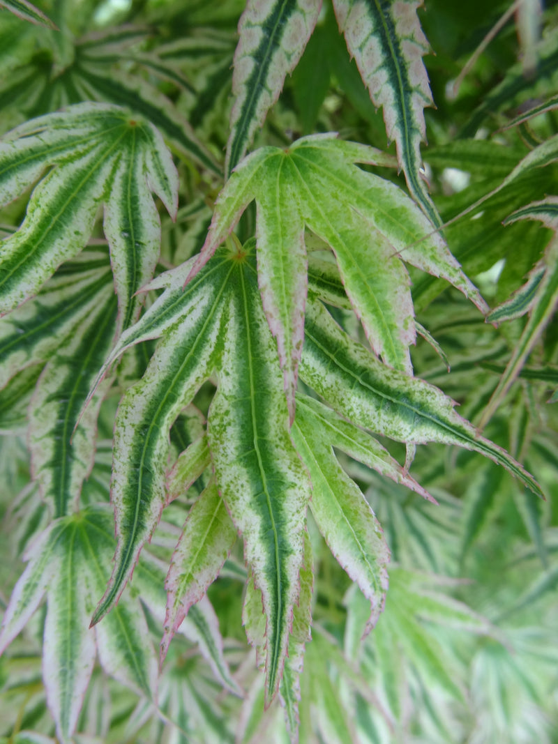 Acer palmatum 'Ikandi' Japanese Maple
