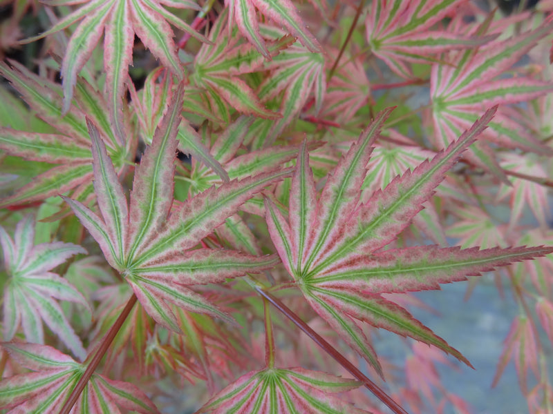 Acer palmatum 'Ikandi' Japanese Maple