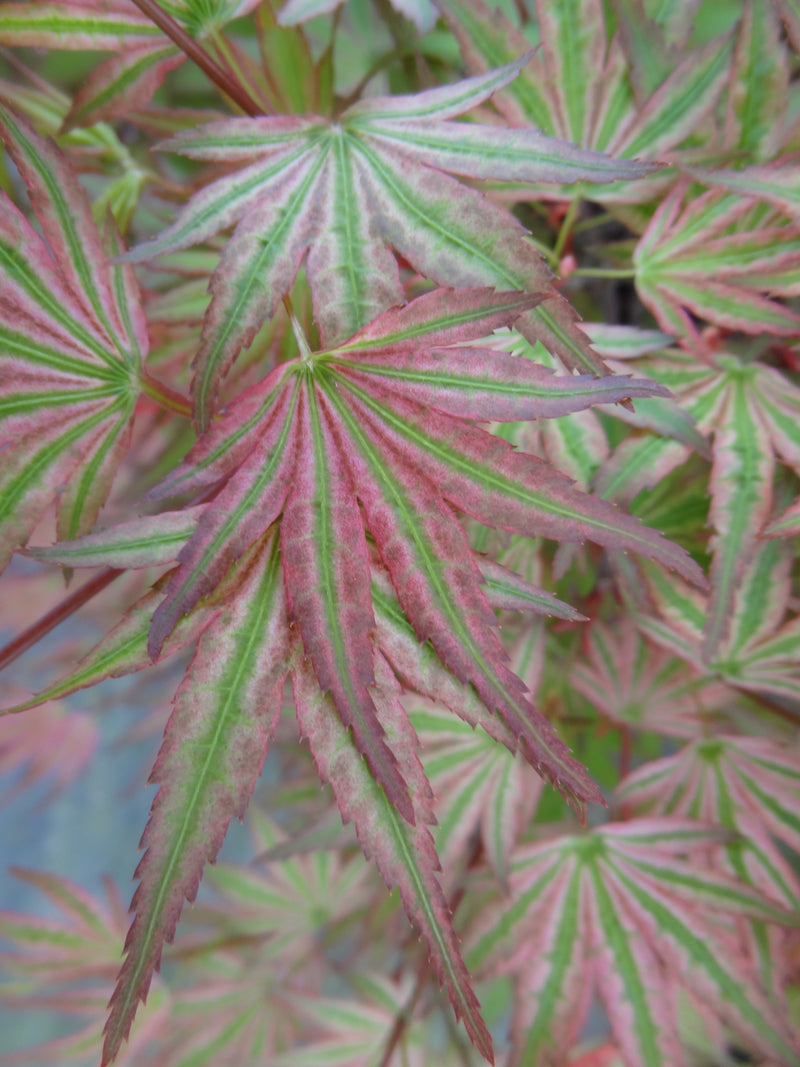 Acer palmatum 'Ikandi' Japanese Maple