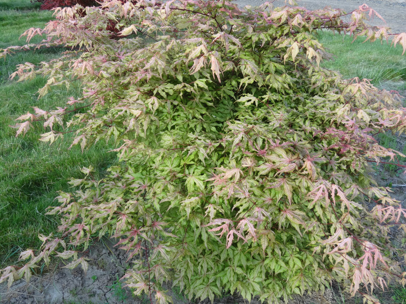 Acer palmatum 'Jubilee' Japanese Maple