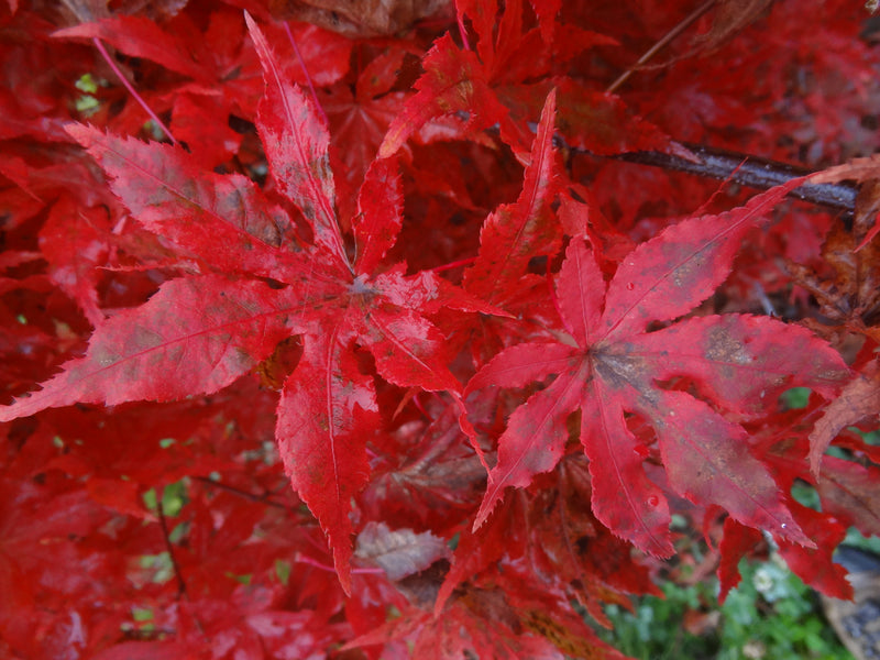 Acer palmatum 'Jubilee' Japanese Maple