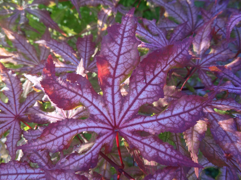 Acer palmatum 'Jubilee' Japanese Maple