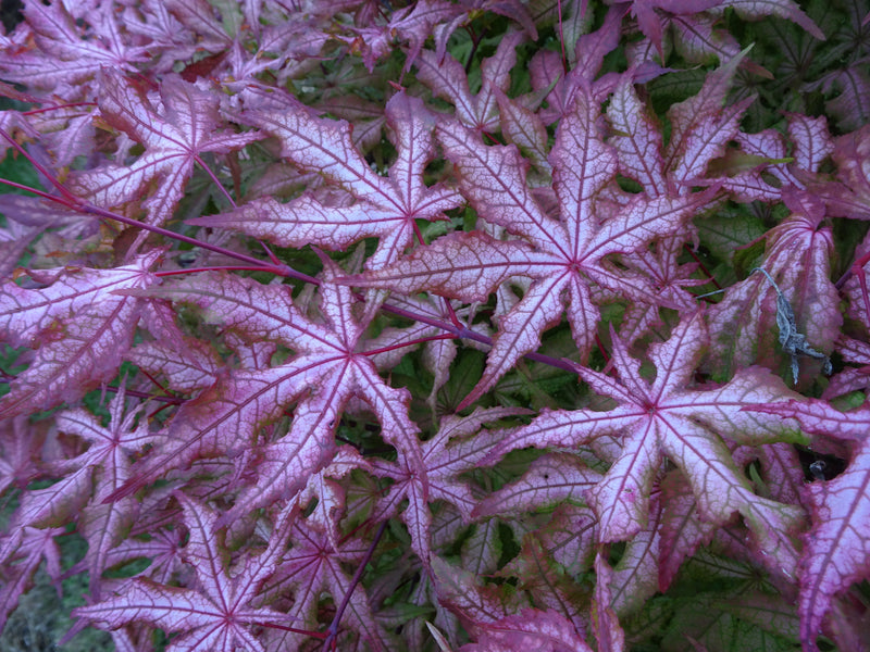 Acer palmatum 'Jubilee' Japanese Maple