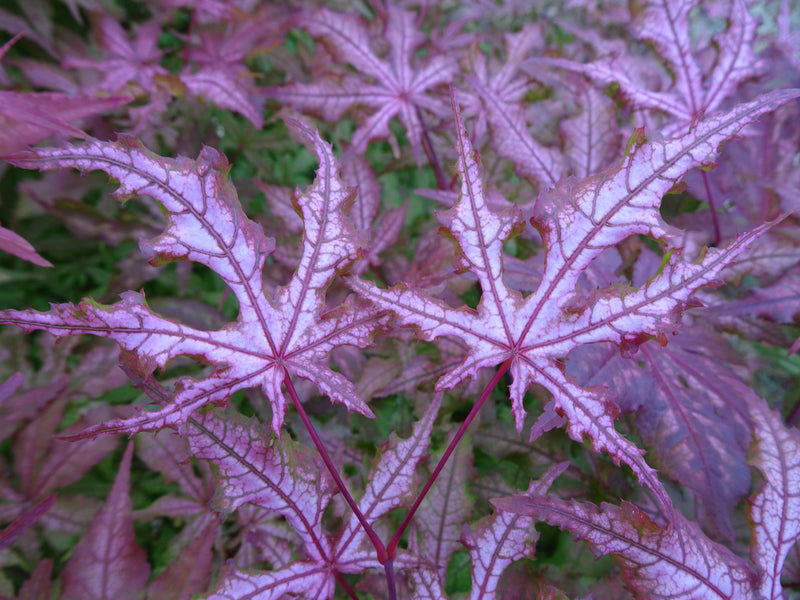 Acer palmatum 'Jubilee' Japanese Maple