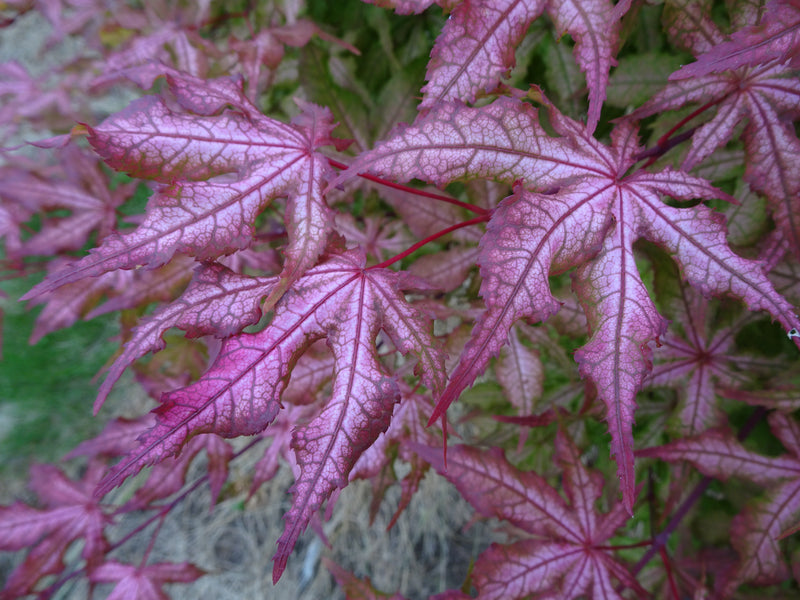 Acer palmatum 'Jubilee' Japanese Maple