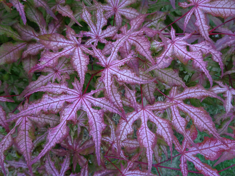 Acer palmatum 'Jubilee' Japanese Maple