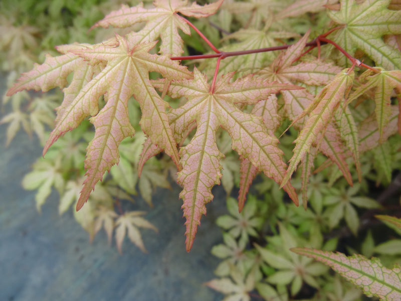 Acer palmatum 'Jubilee' Japanese Maple