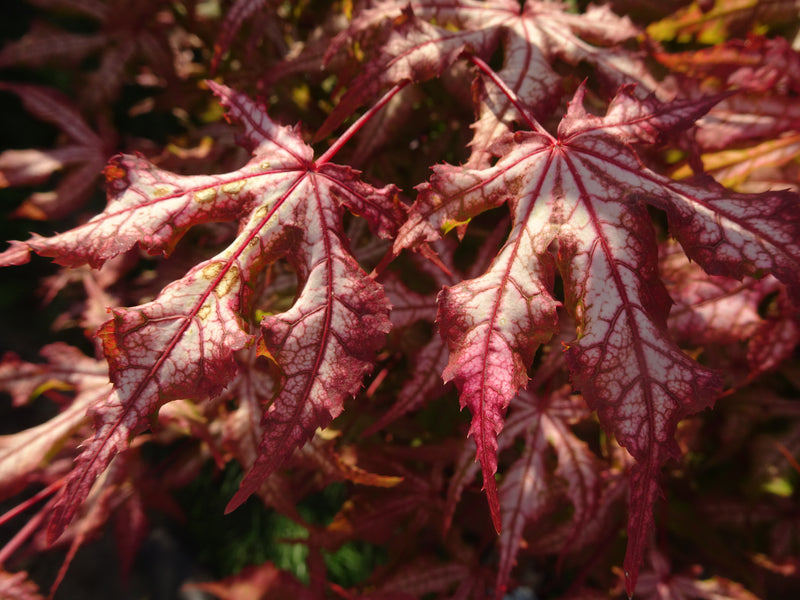 Acer palmatum 'Jubilee' Japanese Maple
