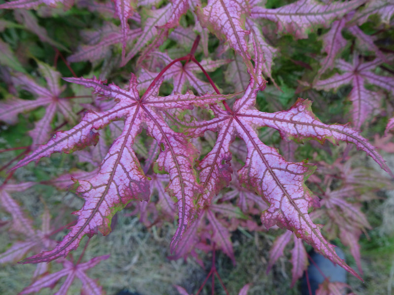 Acer palmatum 'Jubilee' Japanese Maple