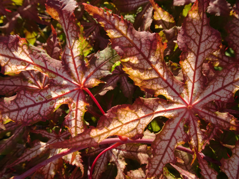 Acer palmatum 'Jubilee' Japanese Maple