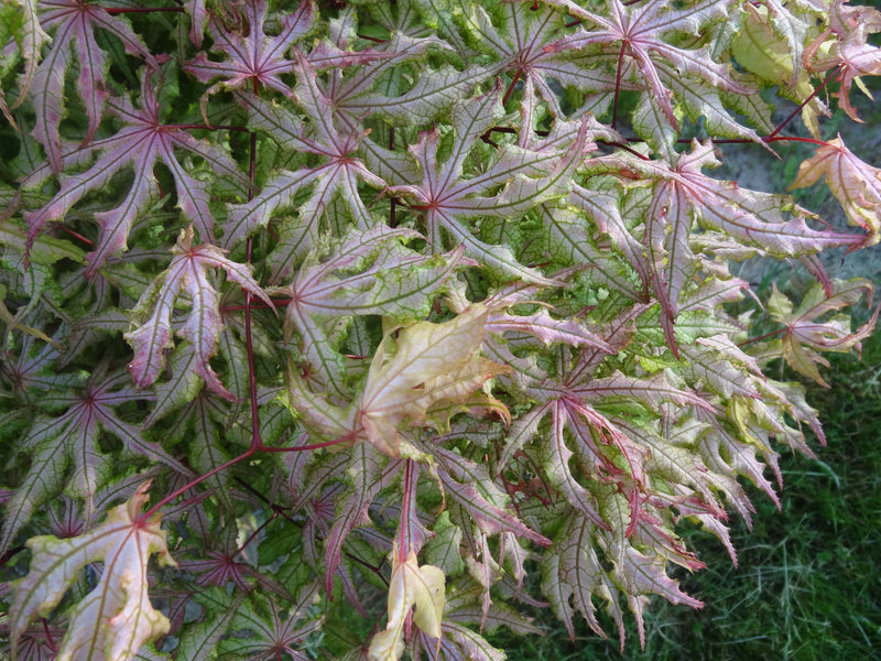 Acer palmatum 'Jubilee' Japanese Maple