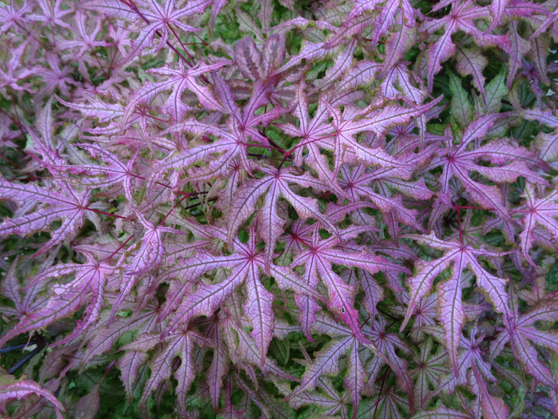 Acer palmatum 'Jubilee' Japanese Maple