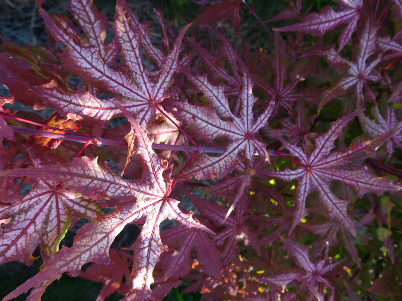 Acer palmatum 'Jubilee' Japanese Maple