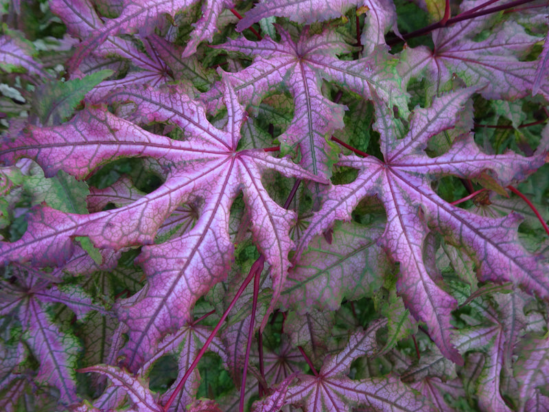 Acer palmatum 'Jubilee' Japanese Maple