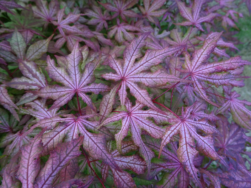 Acer palmatum 'Jubilee' Japanese Maple