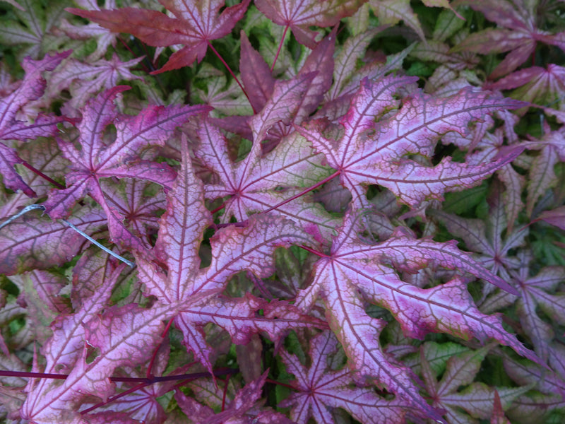 Acer palmatum 'Jubilee' Japanese Maple