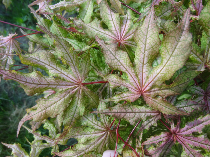 Acer palmatum 'Jubilee' Japanese Maple